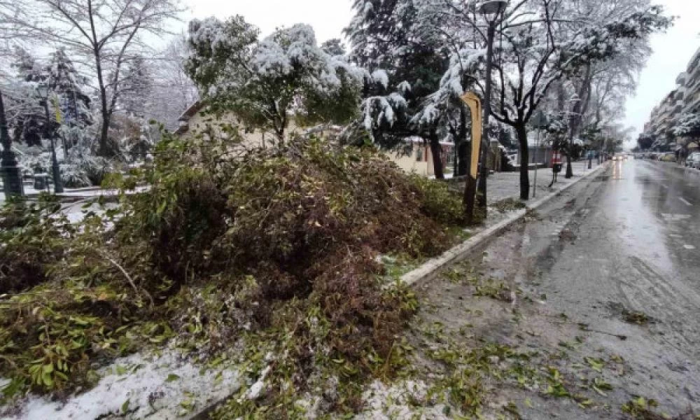 Κατερίνη: Κλείνει το δημοτικό πάρκο λόγω πτώσης δέντρων